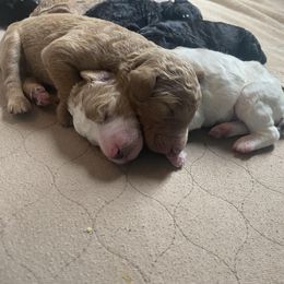 Poodle Puppies from Sweet Country Standards