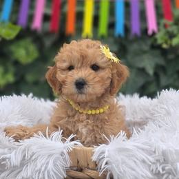 Summer - Apricot female Goldendoodle puppy in Payson, Utah from Missy Doodles