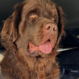Daisy - Newfoundland