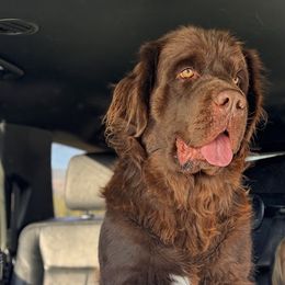 Daisy - Newfoundland