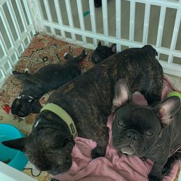 French Bulldog Puppies from Luna and London’s Puppies