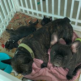 French Bulldog Puppies from Luna and London’s Puppies
