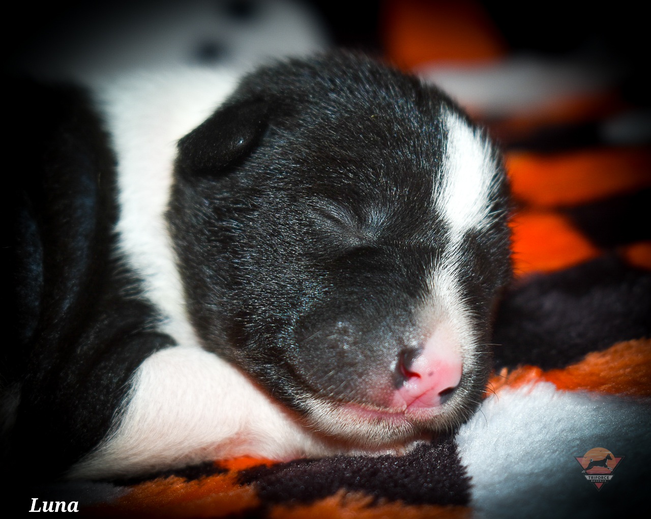 Luna - Black and white female Basenji puppy in San Diego, California from Triforce Basenjis