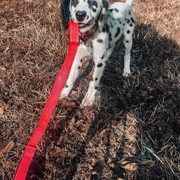 Dalmatian Puppies from Spotted Jewels Dalmatians