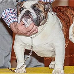 Gwen - Bulldog