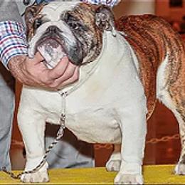 Gwen - Bulldog
