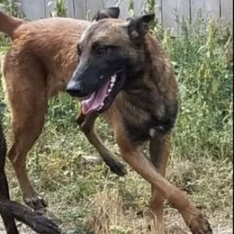 Belgian Malinois, Dutch Shepherds, and Working Dog Crosses from Wendy's Belgians and Dutch Shepherds