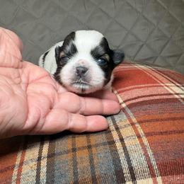 Jasper - Tricolor male Shih Tzu puppy in Phoenix, Arizona from Spoiled ShihTzu LLC