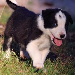 Sharpie - Black and white male Border Collie puppy in Custer, South Dakota from Pinpoint Border Collies