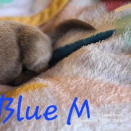 Blue - Chocolate male Labrador Retriever puppy in Anderson, Texas from TLS Retrievers