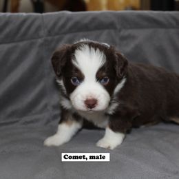 Miniature Australian Shepherd Puppies from Monticello Mini's