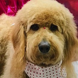 Goldendoodle Puppies from Wisconsin Doodles