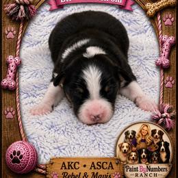 Libbie - Black tri-color female Australian Shepherd puppy in Magee, Mississippi from Paint ByNumbers Ranch