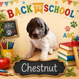 Chestnut - Merle male Bernedoodle puppy in Julian, Pennsylvania from Happy Valley Doodles
