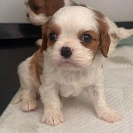 Clay - Blenheim male Cavalier King Charles Spaniel puppy in Richmond, Virginia from Dream it Cavs