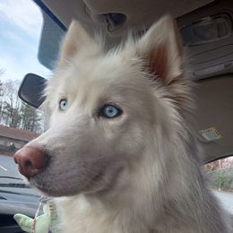 Siberian Huskies from Water Wolf Farm