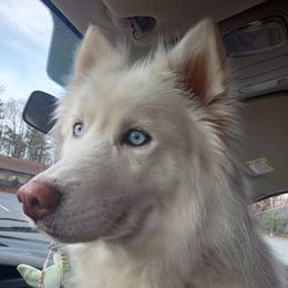 Siberian Huskies from Water Wolf Farm