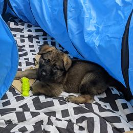 German Shepherd Puppies from Reign Land