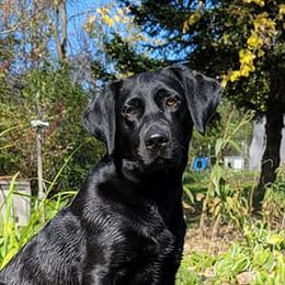 Grace - Labrador Retriever