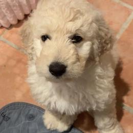 Blossom - Cream female Goldendoodle puppy in Hattiesburg, Mississippi from Monicah's Goldendoodles