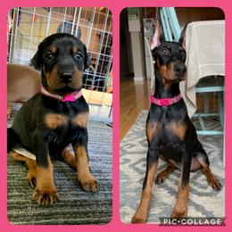Doberman Pinscher Puppies from JM Dobermans
