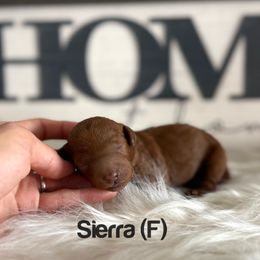 Poodle puppies from Poised Poodles