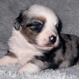 Icee - Blue merle female Toy Australian Shepherd puppy in Stephenville, Texas from Rising JM Pembrokes