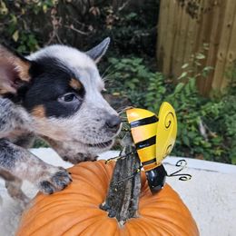 Australian Cattle Dog Puppies from North Woods ACD’s