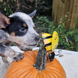 Australian Cattle Dog Puppies from North Woods ACD’s
