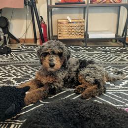 Coco - Blue merle female Aussiedoodle puppy in Yacolt, Washington from Aussiedoodles by Maggie