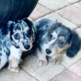 Dachshund Puppies from Meldox