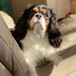 Cash - Cavalier King Charles Spaniel