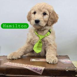 Hamilton - Apricot male Goldendoodle puppy in Neillsville, Wisconsin from Granton Creek