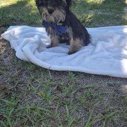 Yorkshire Terrier puppies from 🤎 Dreaming Puppies 🐶