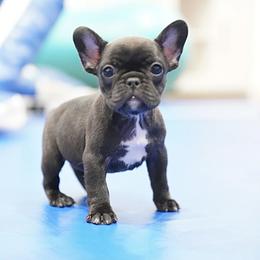 Grace - Brindle female French Bulldog puppy in Sidney Center, New York from iFrenchi