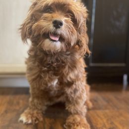 Frankie - Cavapoo