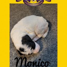 Poodle Puppies from Princetin Poodles