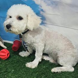 Buddy - Bichon Frise