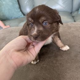 Australian Shepherd Puppies from Forgotten Coast Australian Shepherds