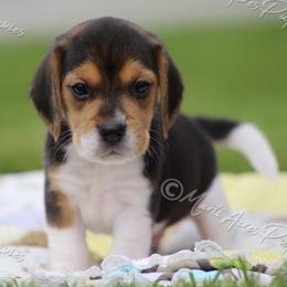 AKC 'Toby Keith' - Black tan and white male Beagle puppy in Lamar, Missouri from Marti Acres ~ Boston Terrier & Beagles