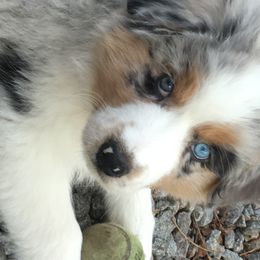Australian Shepherd and Miniature Australian Shepherd Puppies from Holly Spring Farm Australian Shepherds