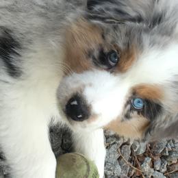 Australian Shepherd and Miniature Australian Shepherd Puppies from Holly Spring Farm Australian Shepherds