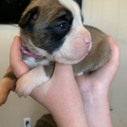 1F - Fawn female Boxer puppy in Madras, Oregon from BnT Boxers