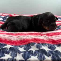 Shadow - Black and cream male Dachshund puppy in Live Oak, Florida from Johnson’s Weiner Farm