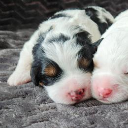Muffin - Tri-color female Bernedoodle puppy in Granton, Wisconsin from Rose River Farms