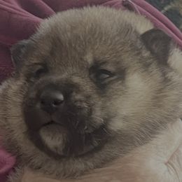 Addy Alpha Boy 1 - Sesame male Shiba Inu puppy in Brecksville, Ohio from Shomaisou Shiba Inu