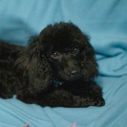 Goliath - Black Poodle puppy in White Plains, Kentucky from Puppy Love by Elizabeth