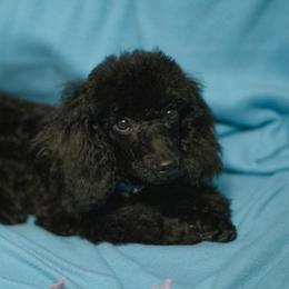 Goliath - Black Poodle puppy in White Plains, Kentucky from Puppy Love by Elizabeth