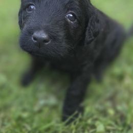Black Girl 1 - Black female Labradoodle puppy in Clinton, Ohio from P&L Doodles
