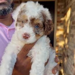 Baby Ruth - Chocolate merle female Bernedoodle puppy in Richmond, Texas from Harper’s Heartbeats